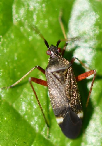 Closterotomus biclavatus